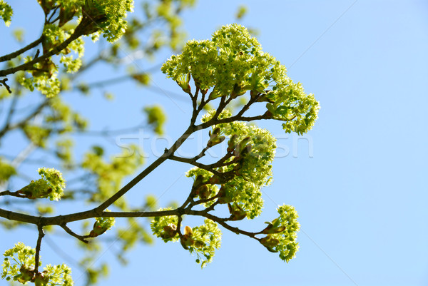 Spring tree Stock photo © elenaphoto