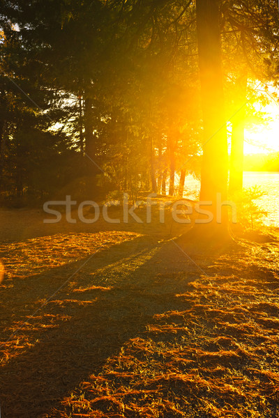Sunshine in evening forest near lake Stock photo © elenaphoto