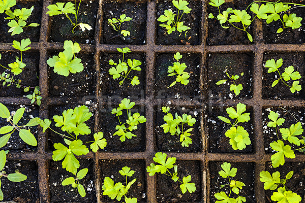 Seedlings growing in starter tray Stock photo © elenaphoto