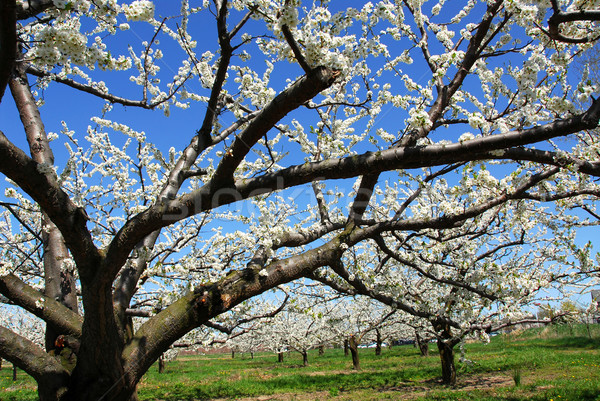 Apple orchard Stock photo © elenaphoto