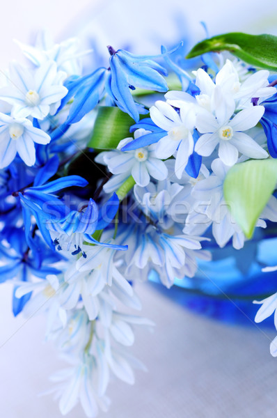 In primul rand Flori de primavara albastru buchet floare Imagine de stoc © elenaphoto