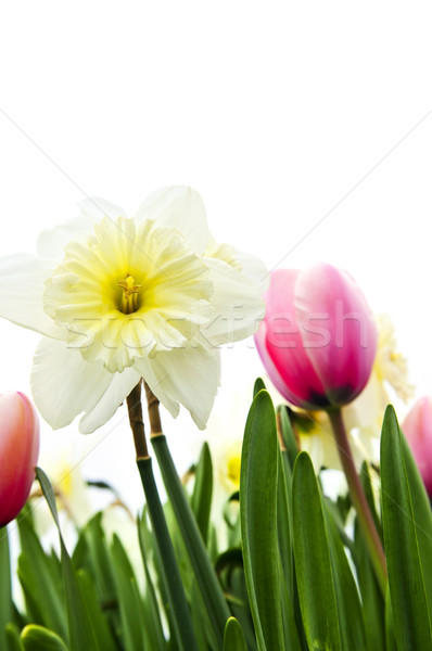 Tulips and daffodils on white background Stock photo © elenaphoto