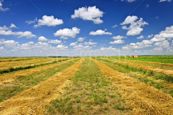 Wheat farm field at harvest Stock photo © elenaphoto