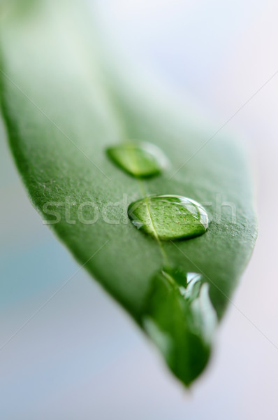 Green leaf with water drops Stock photo © elenaphoto