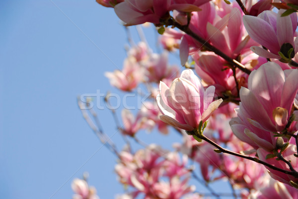 Magnolie copac mare roz flori Imagine de stoc © elenaphoto