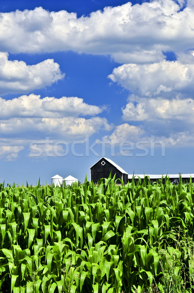 Stock photo: Rural landscape