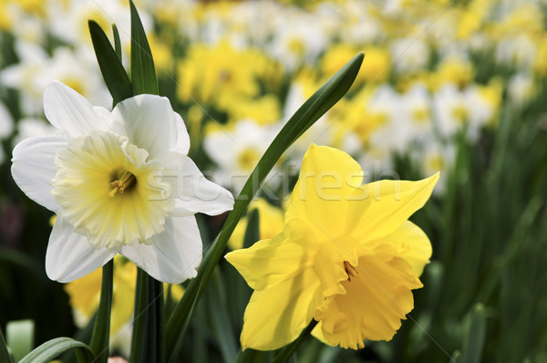 Daffodils Stock photo © elenaphoto