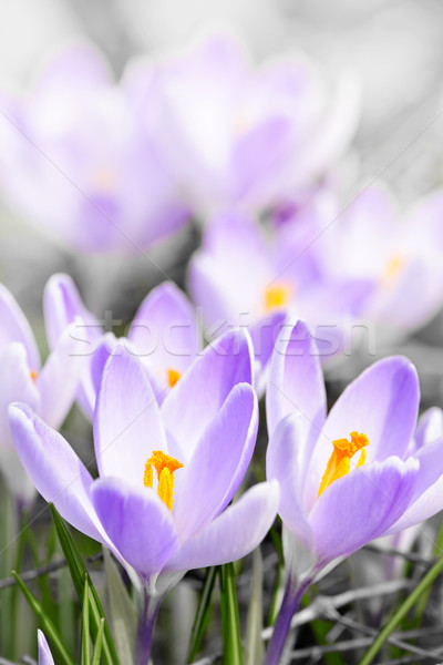 Purple crocus blossoms Stock photo © elenaphoto