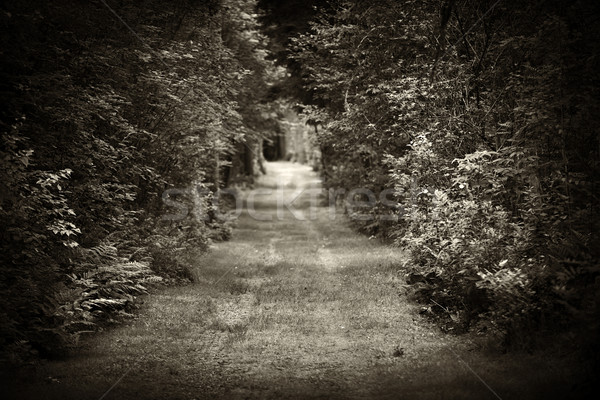 未舗装の道路 森林 暗い 風景 ツリー ストックフォト © elenaphoto