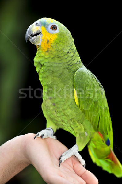 Stockfoto: Amazon · papegaai · Geel · vogel · groene · vogels