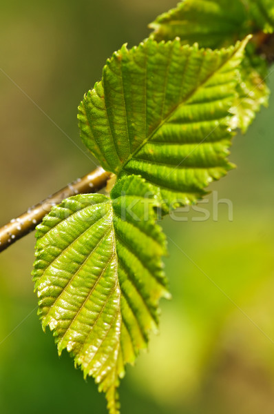 Groene voorjaar bladeren schone milieu Stockfoto © elenaphoto