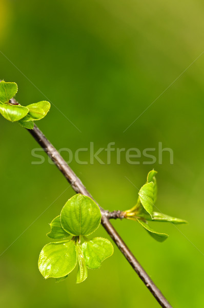 Grünen Frühling Blätter sauber Umwelt Stock foto © elenaphoto