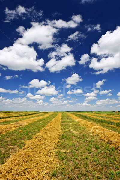 Wheat farm field at harvest Stock photo © elenaphoto
