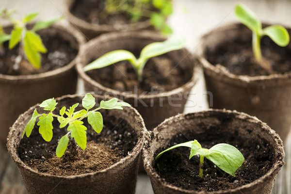 Seedlings growing in peat moss pots Stock photo © elenaphoto