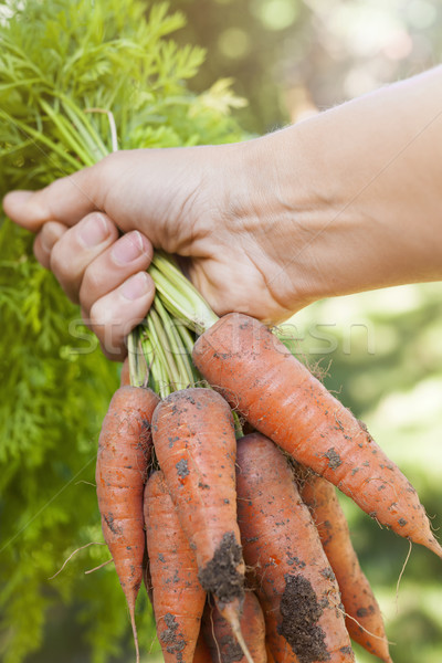 Fresh carrots from garden Stock photo © elenaphoto