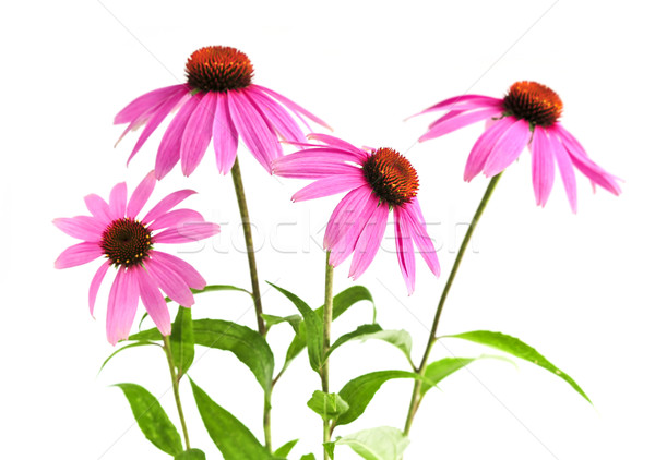 Echinacea purpurea plant Stock photo © elenaphoto