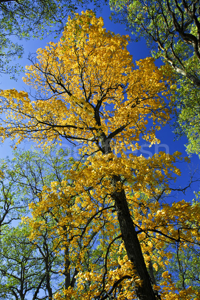 Big autumn tree in fall park Stock photo © elenaphoto
