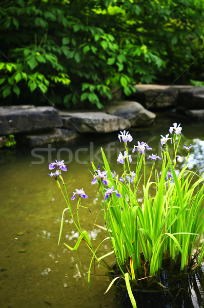 Purple irises in pond Stock photo © elenaphoto