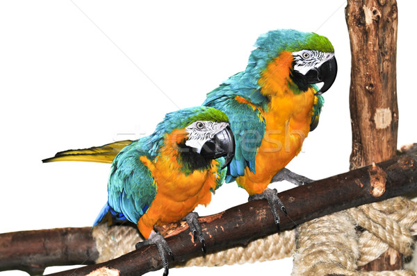 Blue and yellow Macaw Stock photo © elenaphoto