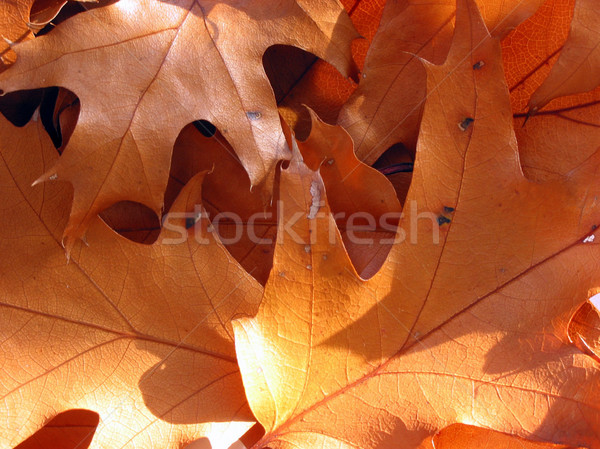 Closeup on sunlit oak leaves Stock photo © elenaphoto