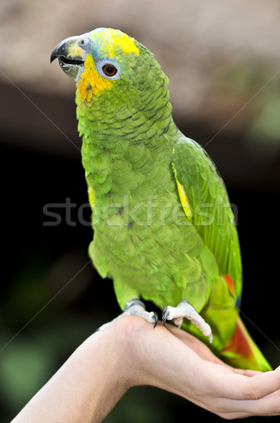 Yellow-shouldered Amazon parrot Stock photo © elenaphoto