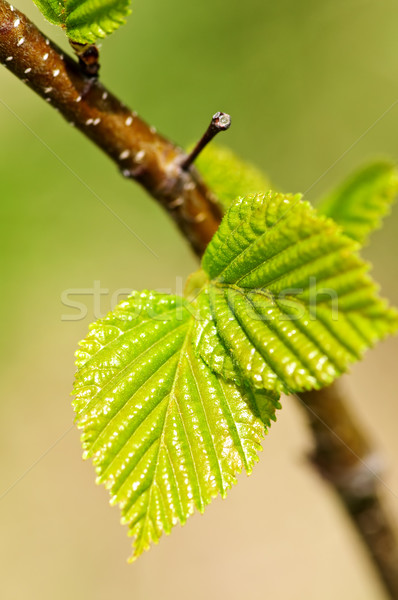 Groene voorjaar bladeren schone milieu Stockfoto © elenaphoto