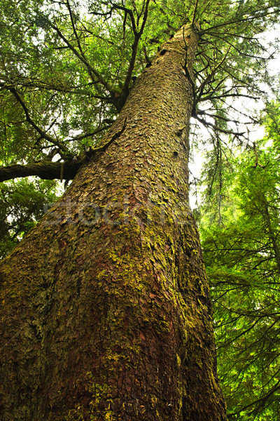 Tall hemlock tree trunk in temperate rainforest Stock photo © elenaphoto