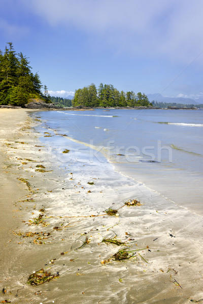 Coast of Pacific ocean, Vancouver Island, Canada Stock photo © elenaphoto