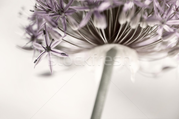 Flowering onion flower Stock photo © elenaphoto