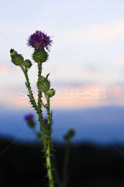 Sunset with thistle flower Stock photo © elenaphoto