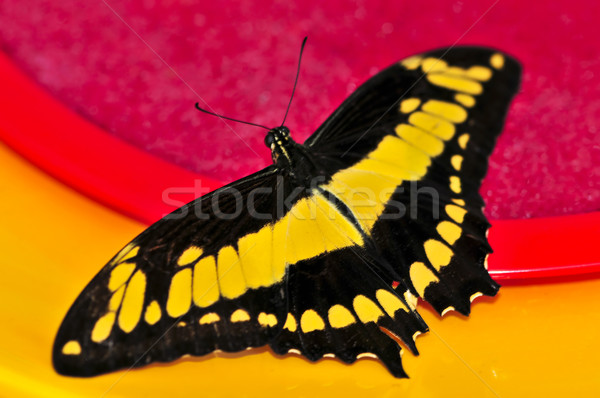 Giant swallowtail butterfly Stock photo © elenaphoto