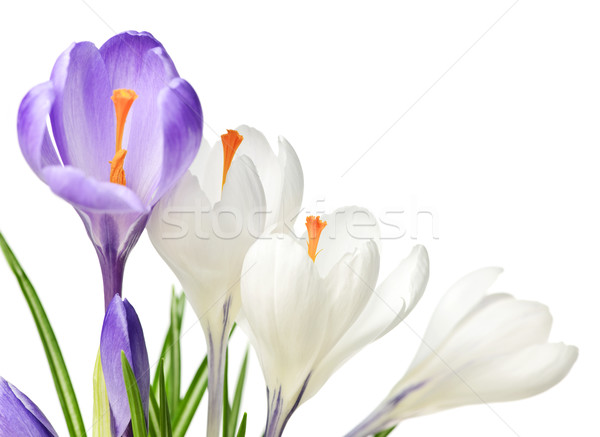 Printemps crocus fleurs blanche pourpre isolé Photo stock © elenaphoto