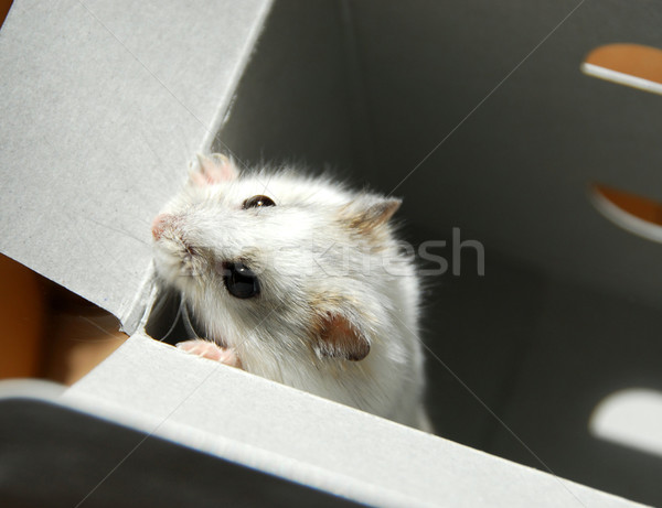 Vak witte dwerg hamster denk kijken Stockfoto © elenaphoto