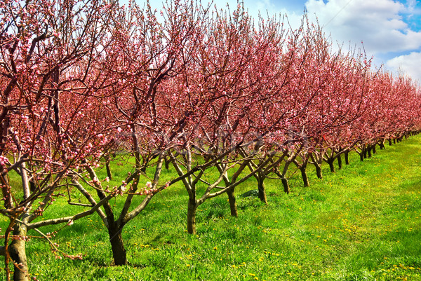 Fruit orchard Stock photo © elenaphoto