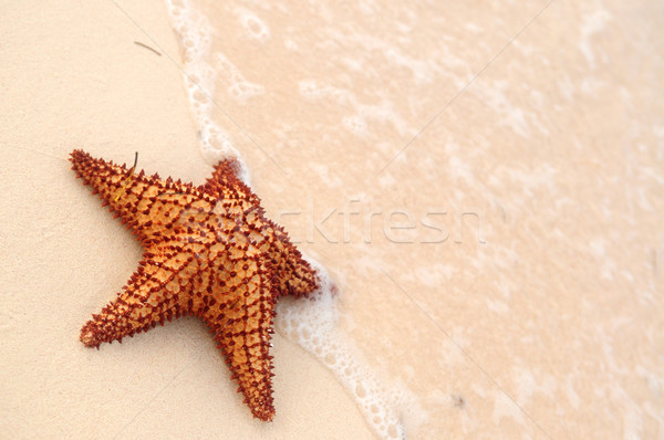 Starfish океанская волна песчаный тропический пляж пляж рыбы Сток-фото © elenaphoto