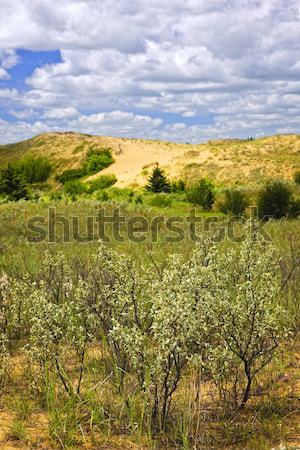 Sand dunes in Manitoba Stock photo © elenaphoto