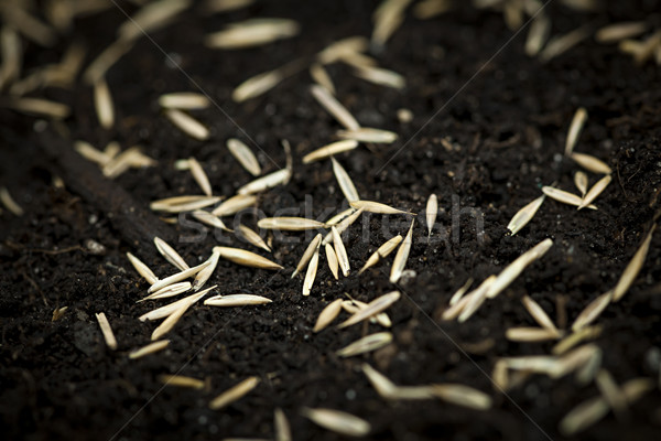 Grass seeds in soil Stock photo © elenaphoto