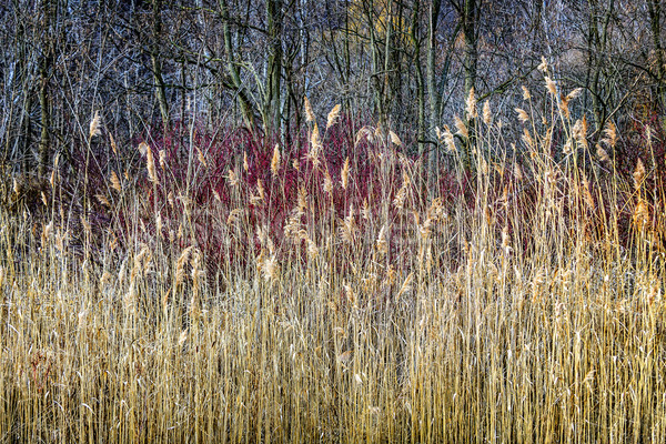 冬 森林 トロント カナダ 木 青 ストックフォト © elenaphoto