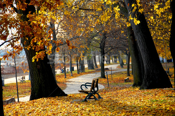 Autumn park Stock photo © elenaphoto