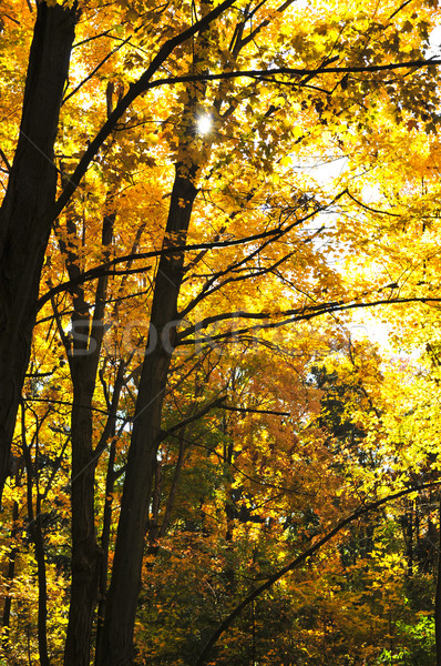 Stock photo: Autumn trees