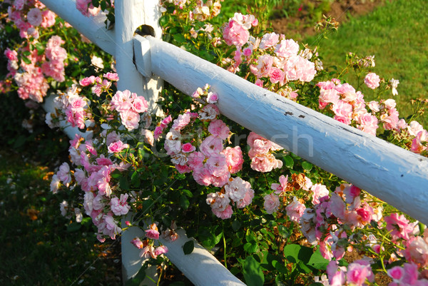 Pink roses fence Stock photo © elenaphoto