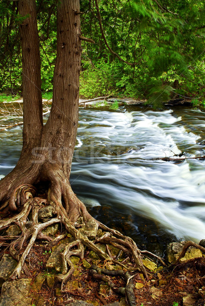 River through woods Stock photo © elenaphoto
