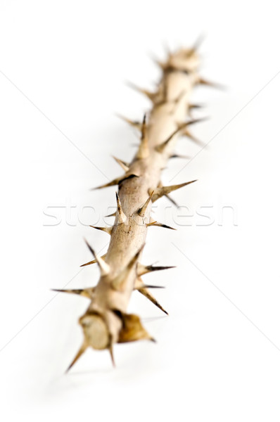 Rose branch with thorns Stock photo © elenaphoto