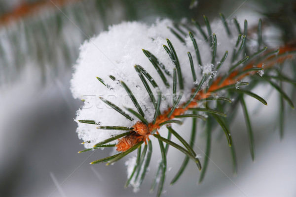 Spruce branch with snow Stock photo © elenaphoto