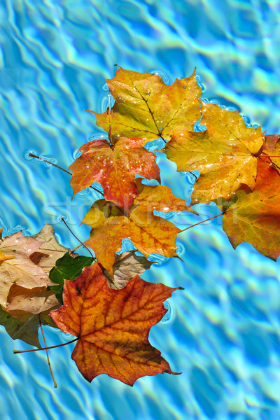 Fall leaves floating in pool Stock photo © elenaphoto