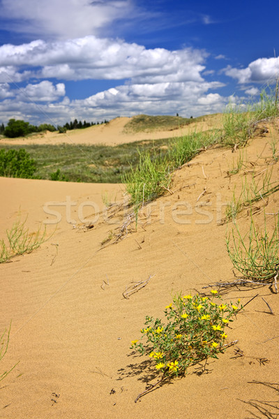 Zdjęcia stock: Pustyni · krajobraz · Kanada · duch · wystroić · lesie