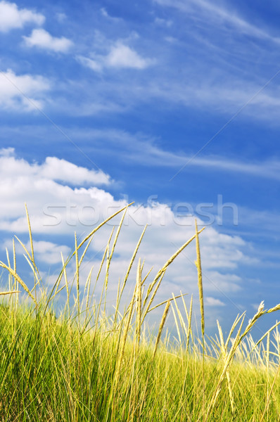 Tall grass on sand dunes Stock photo © elenaphoto