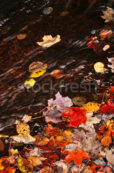 Stock photo: Autumn leaves in creek