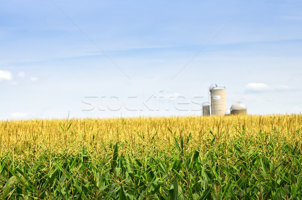 Corn field with silos Stock photo © elenaphoto