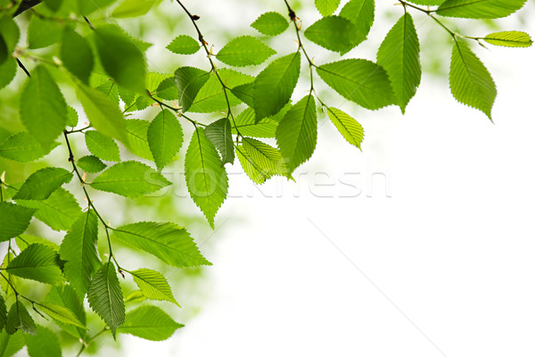 Groene voorjaar bladeren witte geïsoleerd textuur Stockfoto © elenaphoto